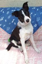 Patrick (Border Collie)