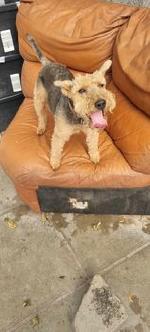 Gyp (Lakeland Terrier)