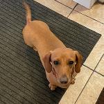 Poppy (Dachshund)