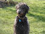 Rannoch (Deerhound x s...