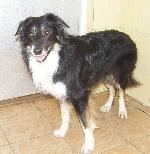 Troy (Border Collie)