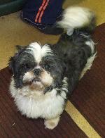 Otis xx (Shih Tzu)