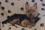 Rolo xx (Chorkie)