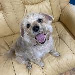 Scrappy (Morkie)