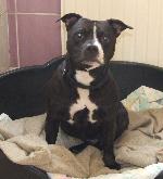 Chesney xx (SBT)