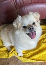 Mash  (Pom / Pug cross)