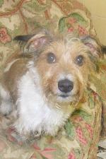 Jack (Jack Russell)