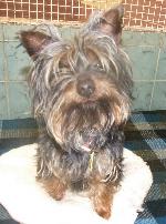 Toby (Yorkshire Terrier)