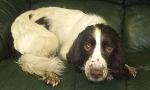 Lola xx (Springer Span...