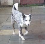 Jay (Blue merle border...