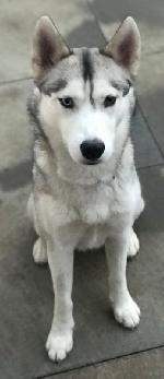 Ella xx (Husky)