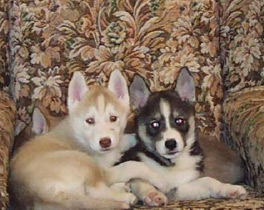 Husky Pups