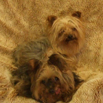 Yorkies