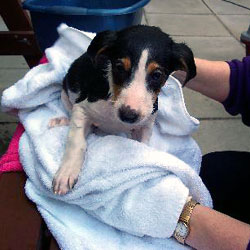 One of us getting dried after our bath