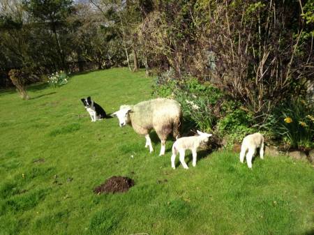 Connie and her " flock "xx