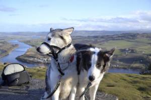 Second Chance Kennels