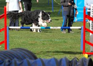 Second Chance Kennels