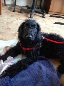 Jet Labradoodle pup.