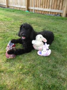 Jet Labradoodle pup.