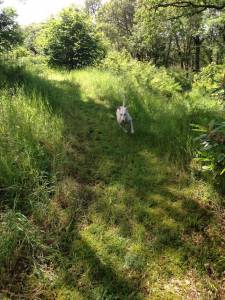 Second Chance Kennels