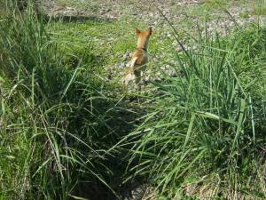 Second Chance Kennels