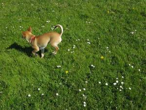 Second Chance Kennels