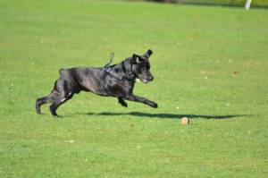 Second Chance Kennels