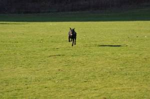 Second Chance Kennels