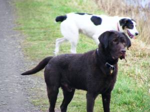 Second Chance Kennels