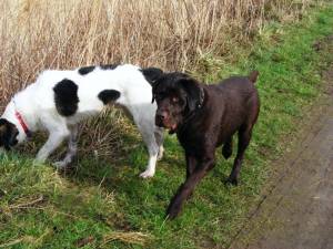 Second Chance Kennels