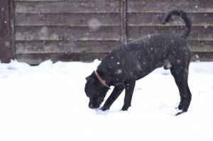 Second Chance Kennels