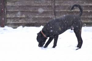 Second Chance Kennels