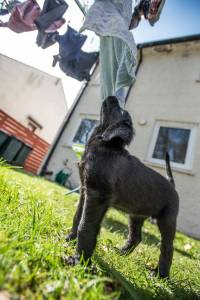 Second Chance Kennels