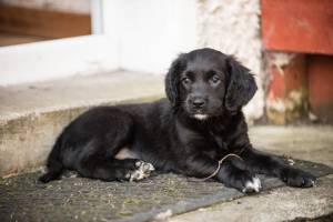 Second Chance Kennels