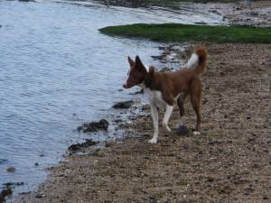 Second Chance Kennels