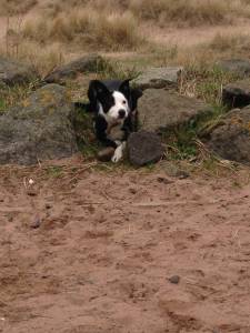 Second Chance Kennels