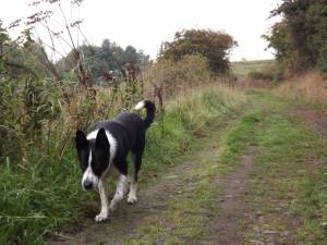 Second Chance Kennels