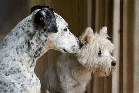 Second Chance Kennels