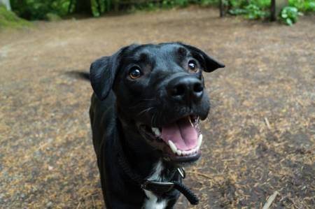 Second Chance Kennels