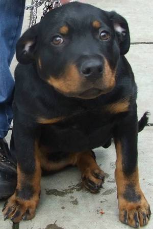 Jaida wee Rottie girl puppy.