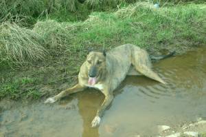 Second Chance Kennels