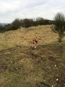 Second Chance Kennels