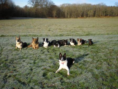 Second Chance Kennels