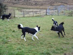 Our Border Collie's on the Isle of Skye