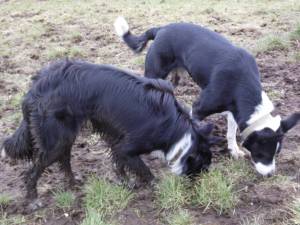 Our Border Collie's on the Isle of Skye