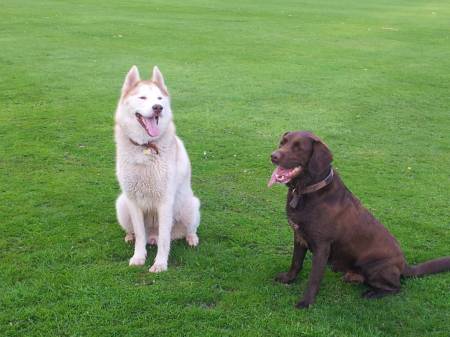 Second Chance Kennels