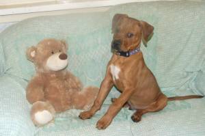 Bailey Mastiff puppy !