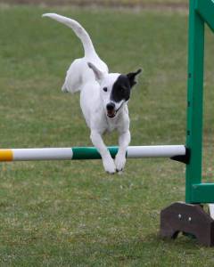 Second Chance Kennels