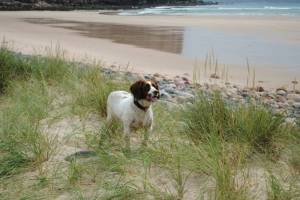 Angel ( from Orkney 