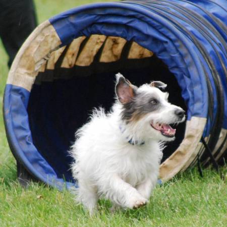 Second Chance Kennels